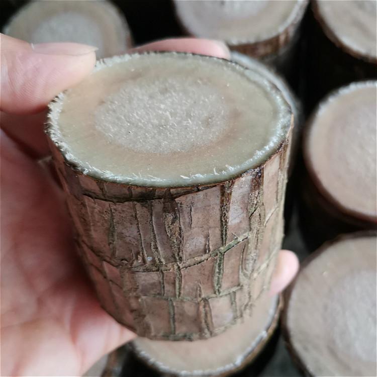 Brazilian Wood Hydroponic Plants Lucky Wood Stump with Buds Flowering Tabletop Small Potted Plant Groot