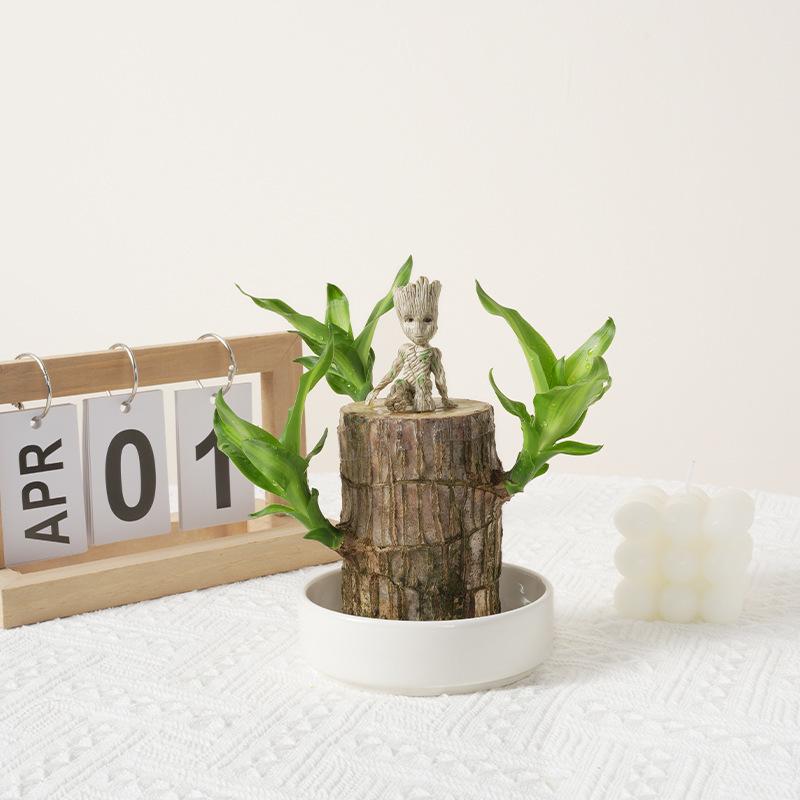 Brazilian Wood Hydroponic Plants Lucky Wood Stump with Buds Flowering Tabletop Small Potted Plant Groot